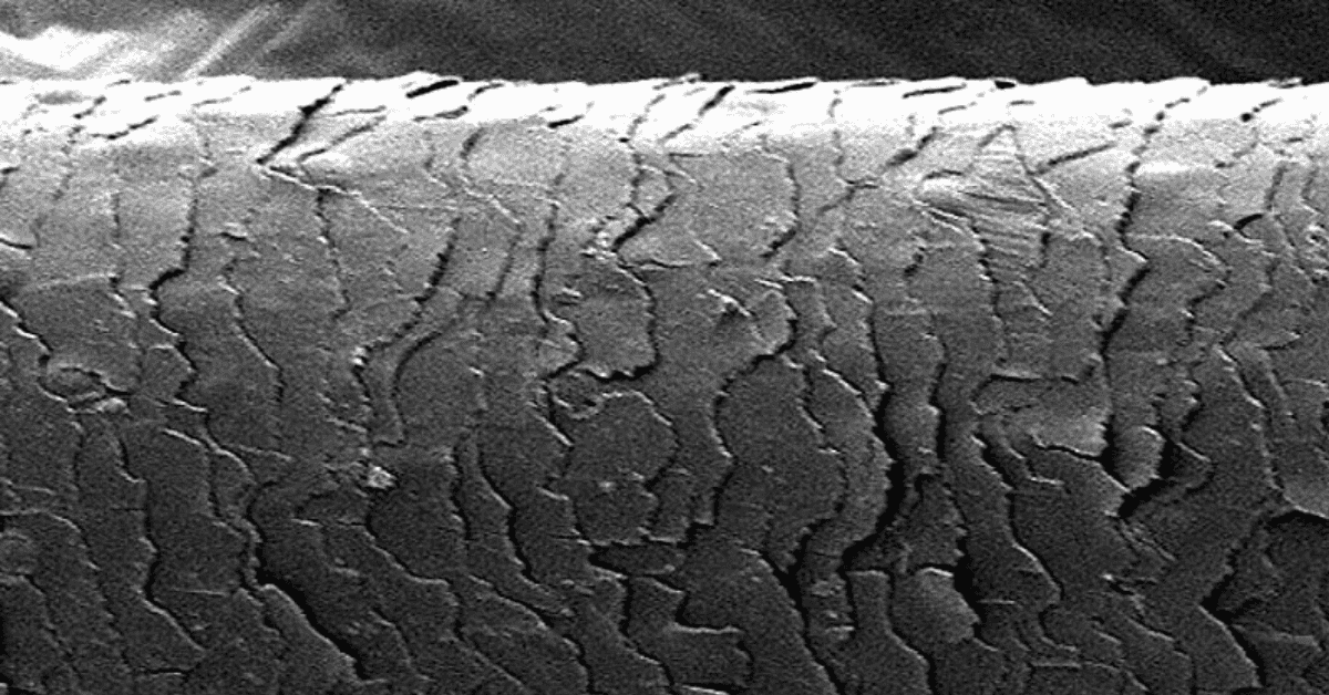 arcușul și părul de cal – structură și selecție