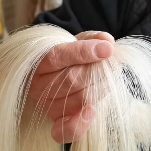 Sielam – păr mongolez premium pentru arcuș